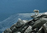 Mountain goat.
